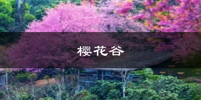樱花谷气温